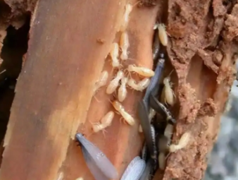 安多白蚁防治公司分享出租房防虫管理指南，助力房东稳定房源品质